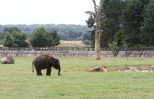 An Elephants at Wipsnade Zoo