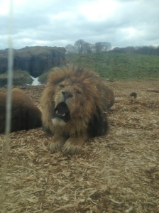 The lions at Wipsnade zoo