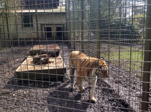 The Tiger at Wipsnade Zoo