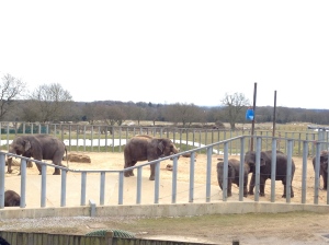 The Elephants at Wipsnade Zoo